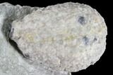 Cystoid Fossil (Holocystites) on Rock - Indiana #85698-2